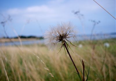 dandelion