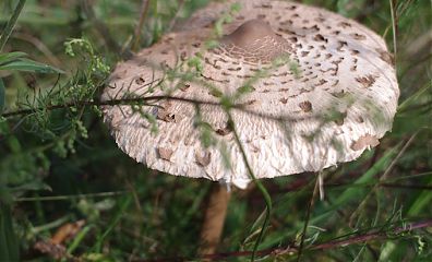 larger, tall mushroom in gras