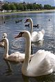 swans in Copenahgen lake